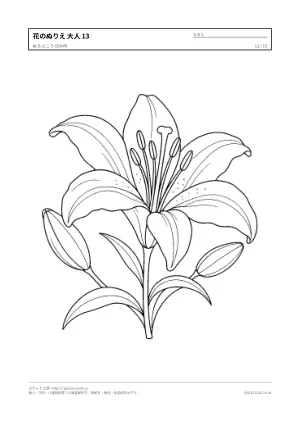 花・植物のぬりえ（大人向け）無料プリントの13枚目